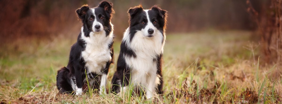 Бордер колли пегая