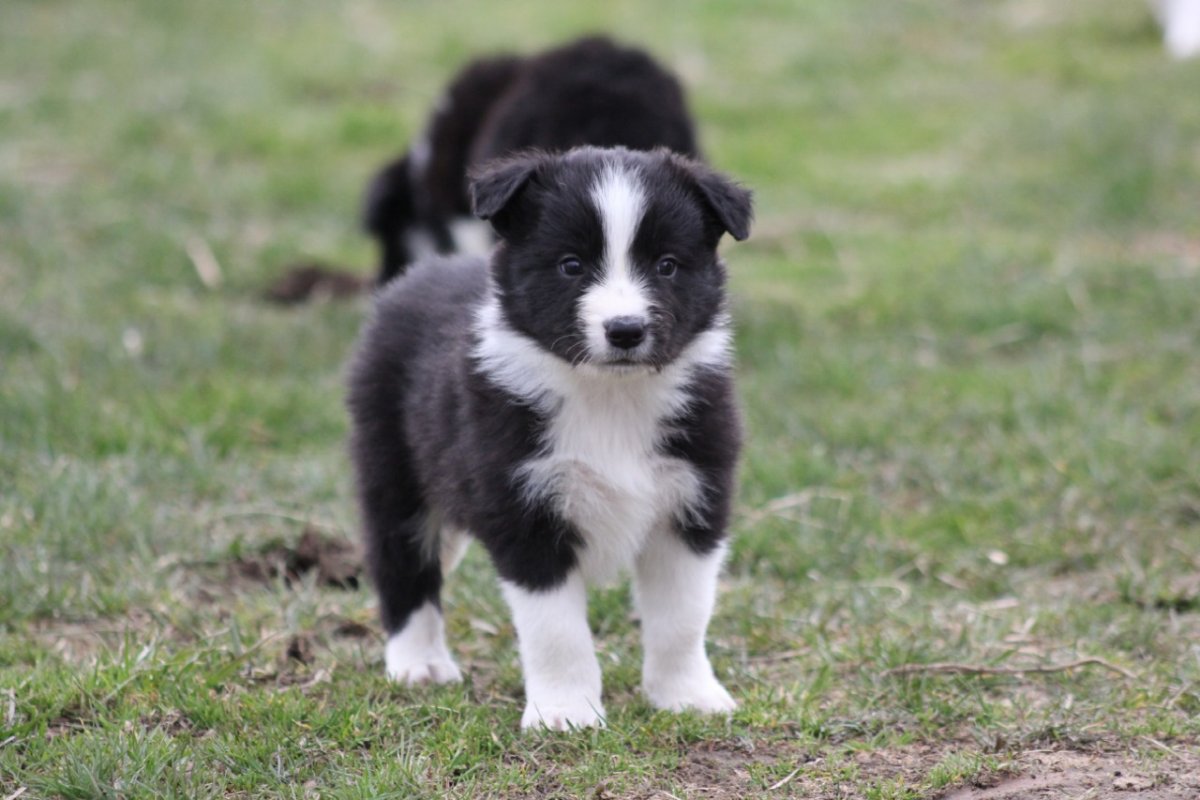 Бордер колли мини