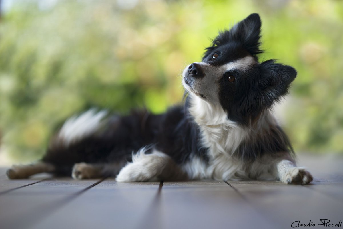 Бордер колли шоколадный