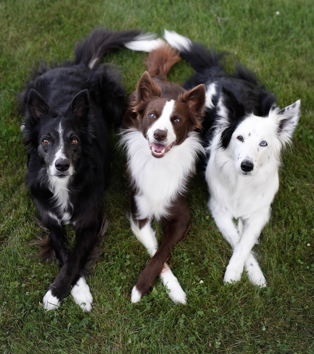 Бордер колли шоколадный