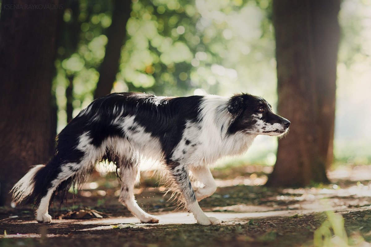 Колли и бордер колли