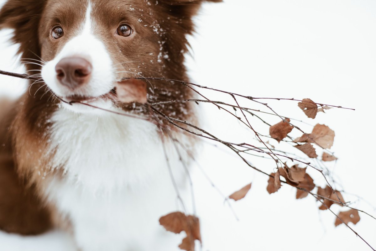 Бордер колли Иден