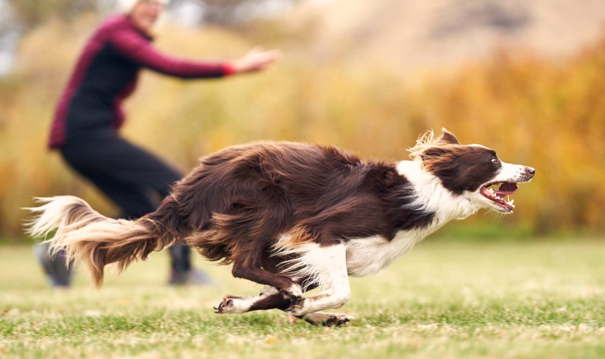 Щенок бордер колли 1 месяц рыжий