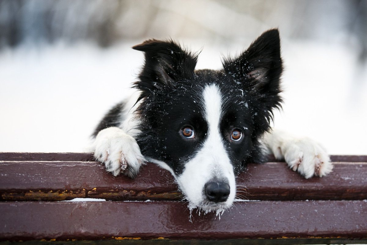 Бордер колли мраморный рыжий