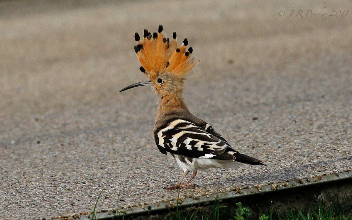 Удод коммунист