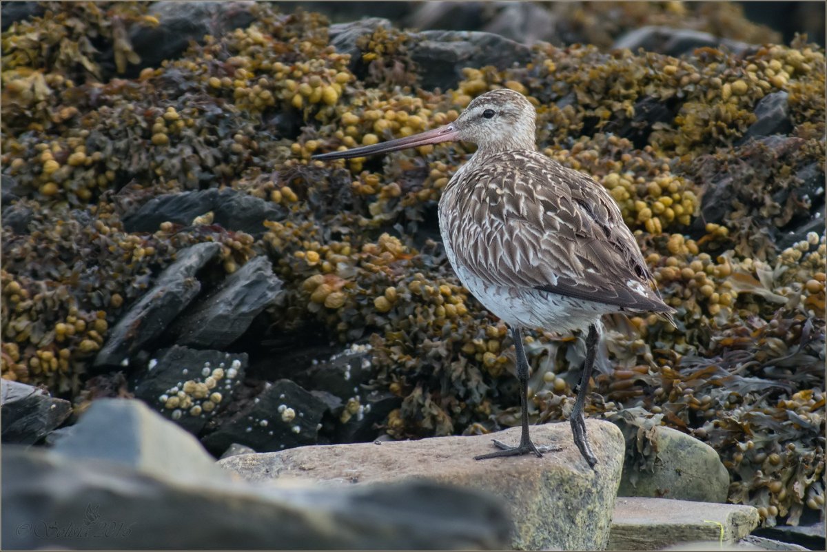 Бургомистр птица Мурманск