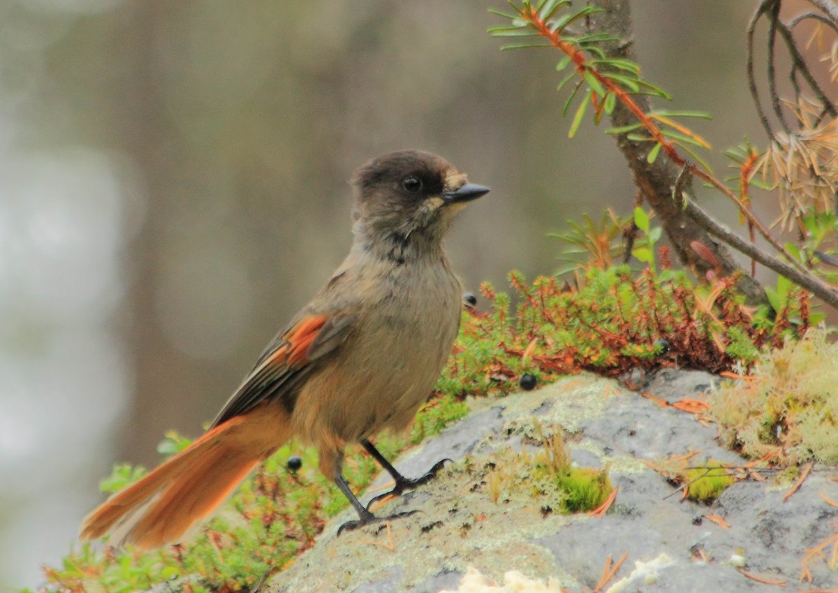 Птица Кукша Кольский полуостров