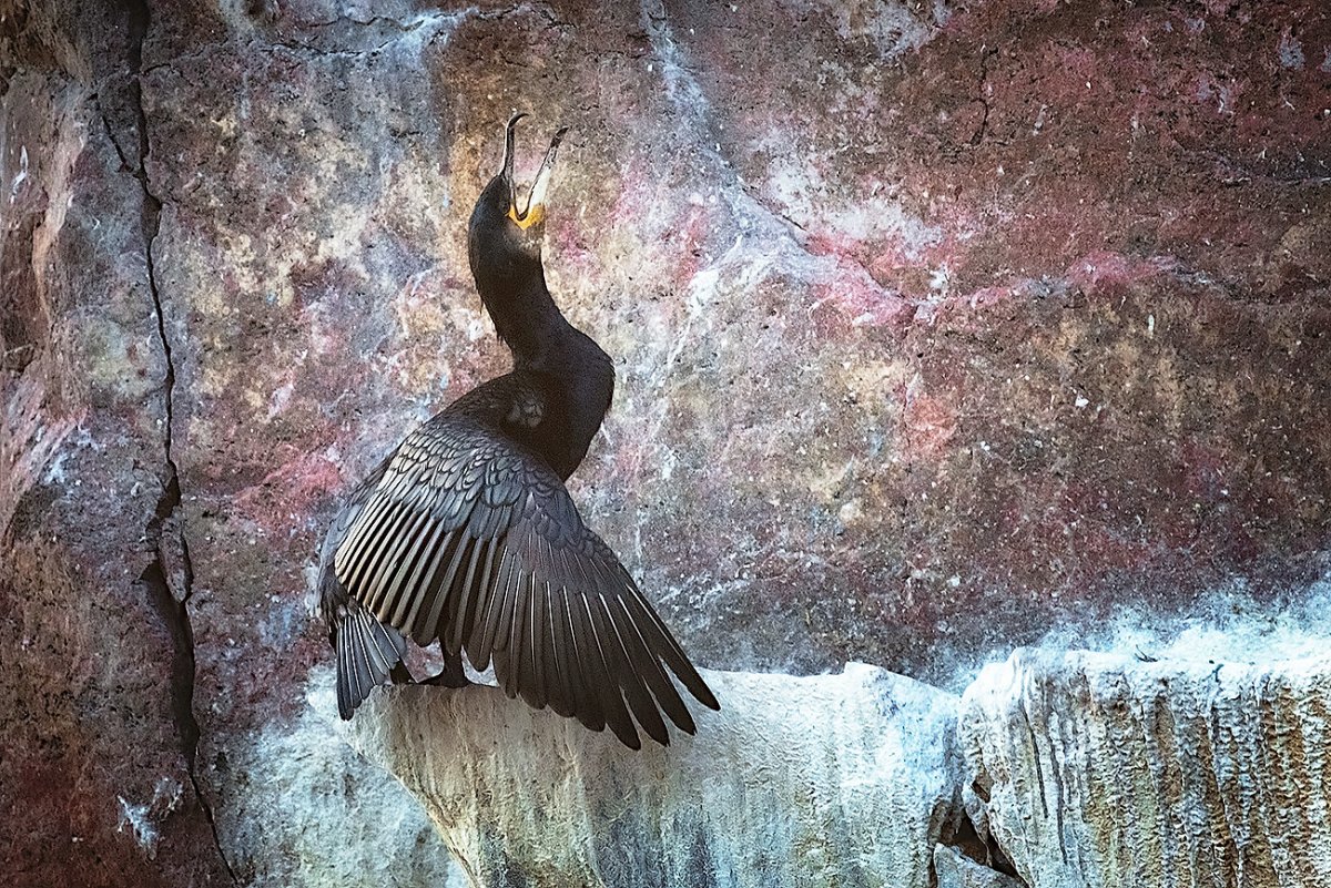 Баклан Кольский полуостров