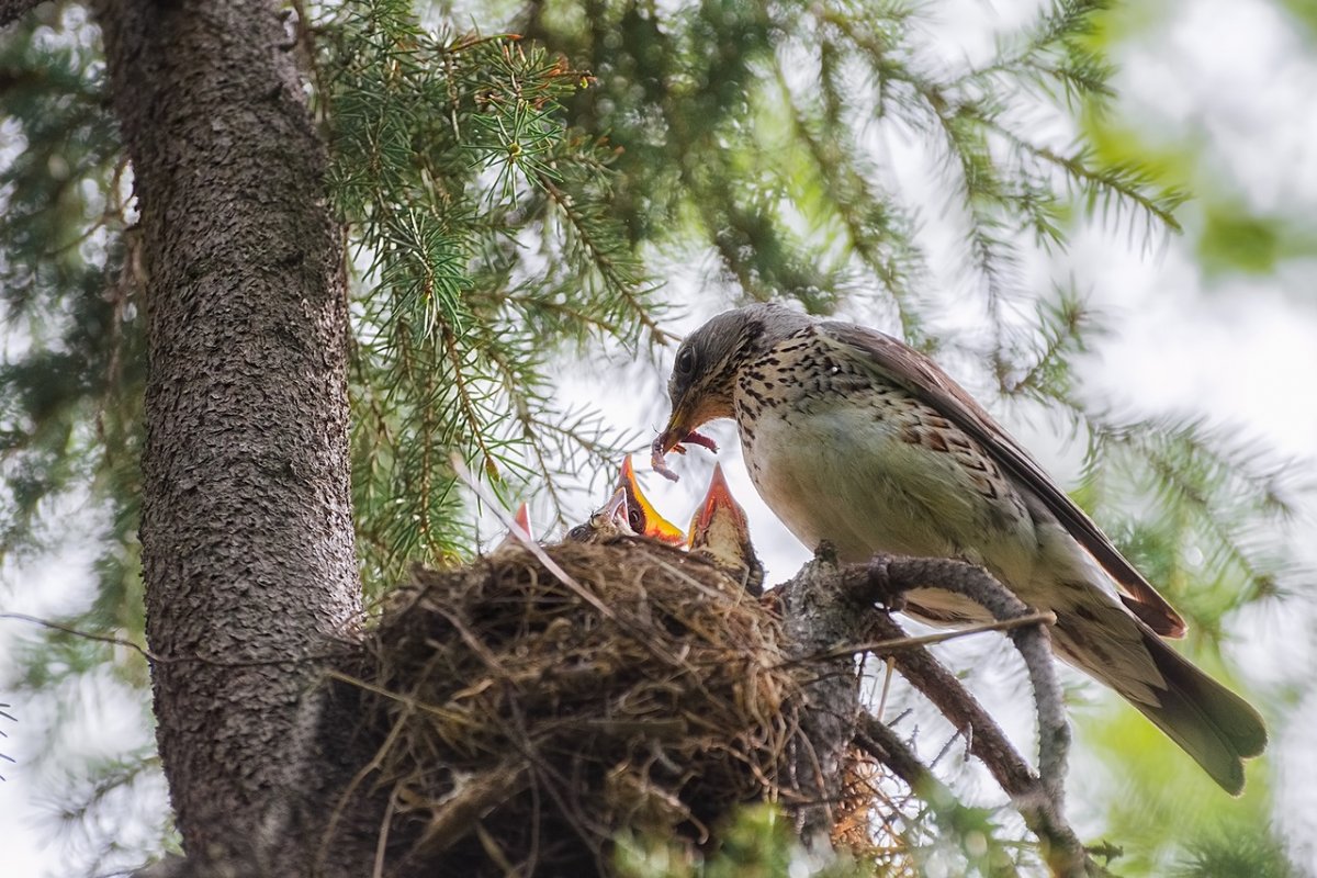 Пернатые гости зимой на Кольском полуострове
