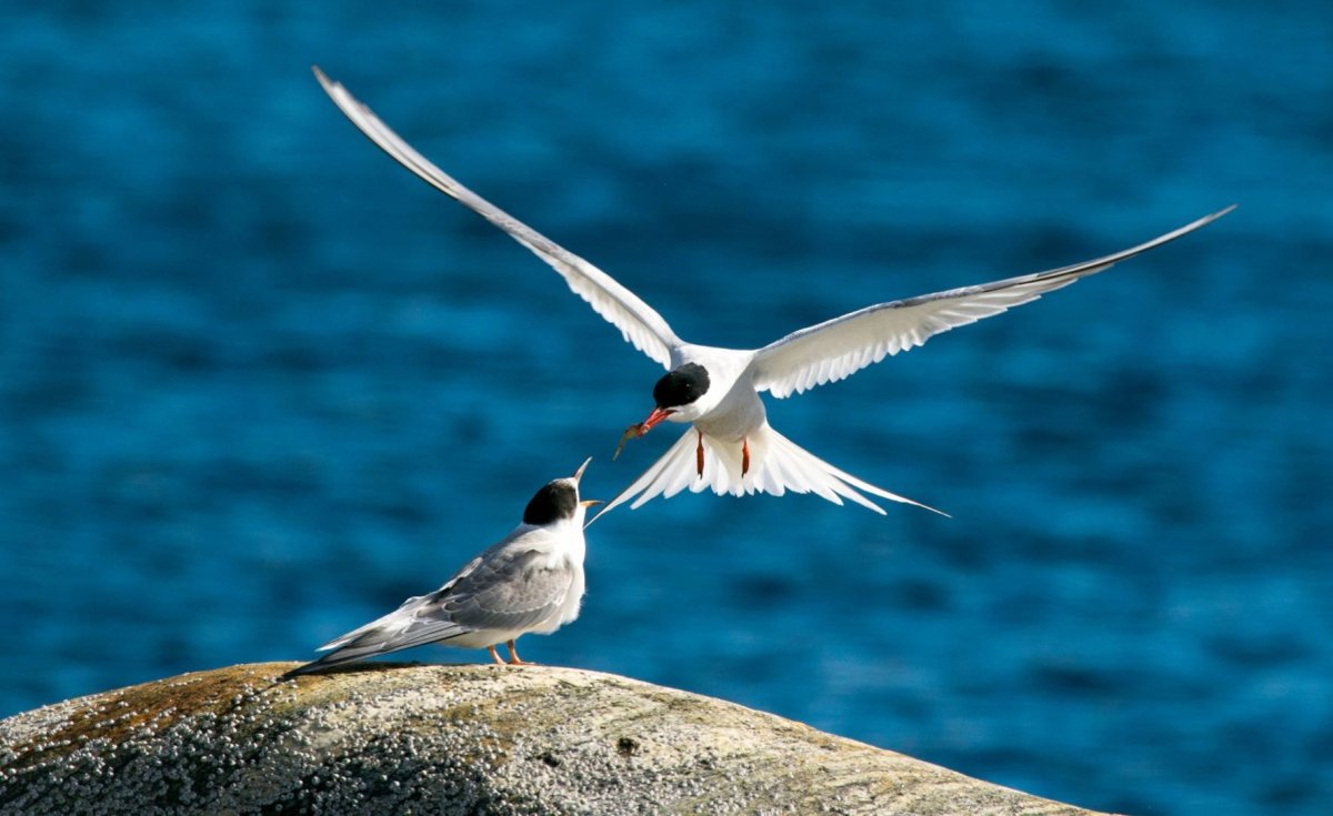 Полярная крачка яйца