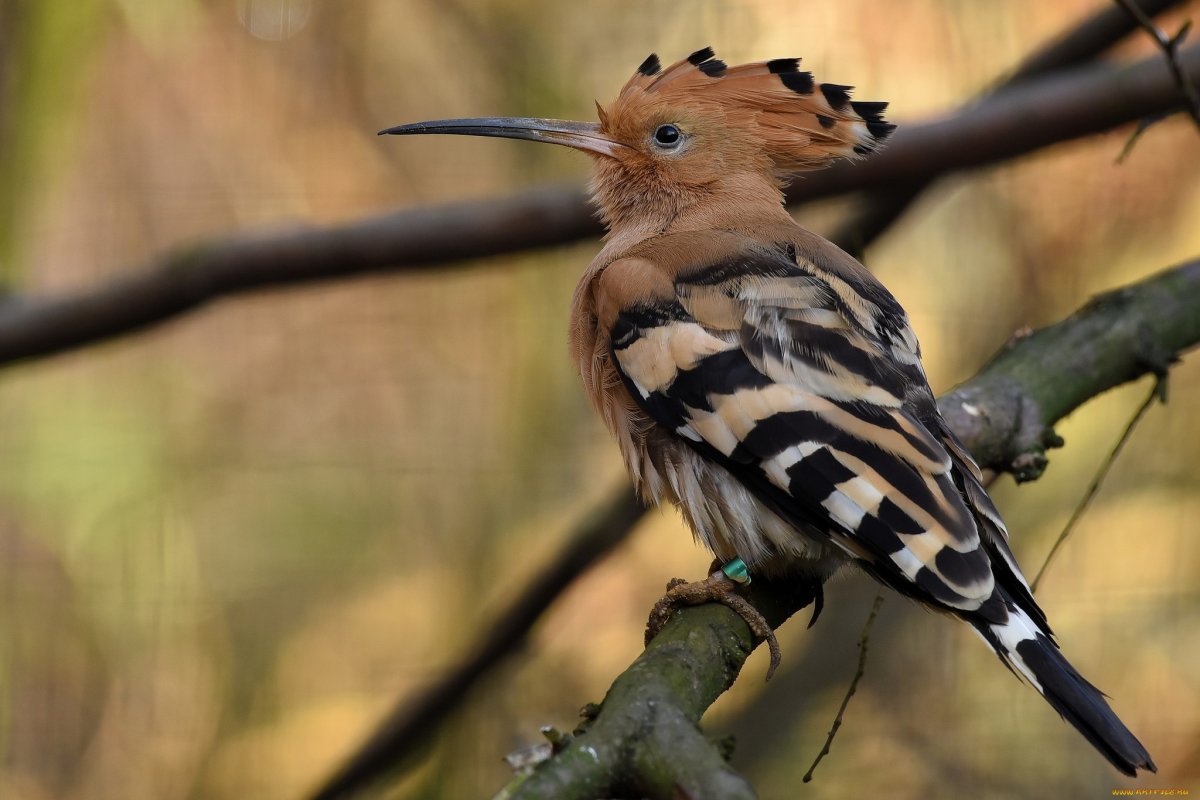 Птица с желтым хохолком и полосатыми крыльями