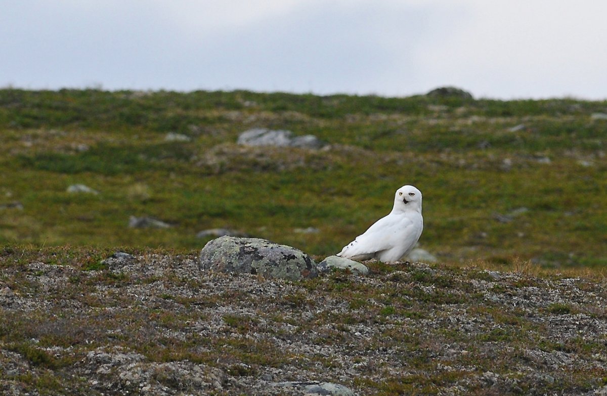 Остров Саманг Курильское озеро