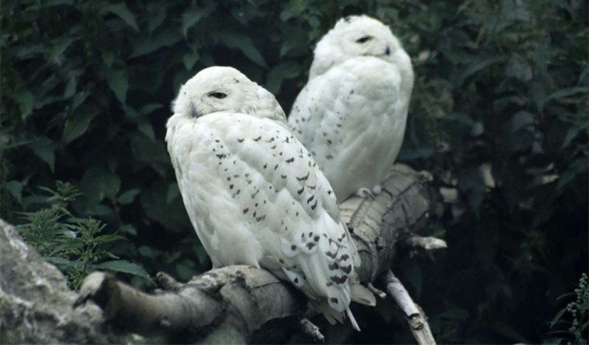 Лапландский заповедник животный мир