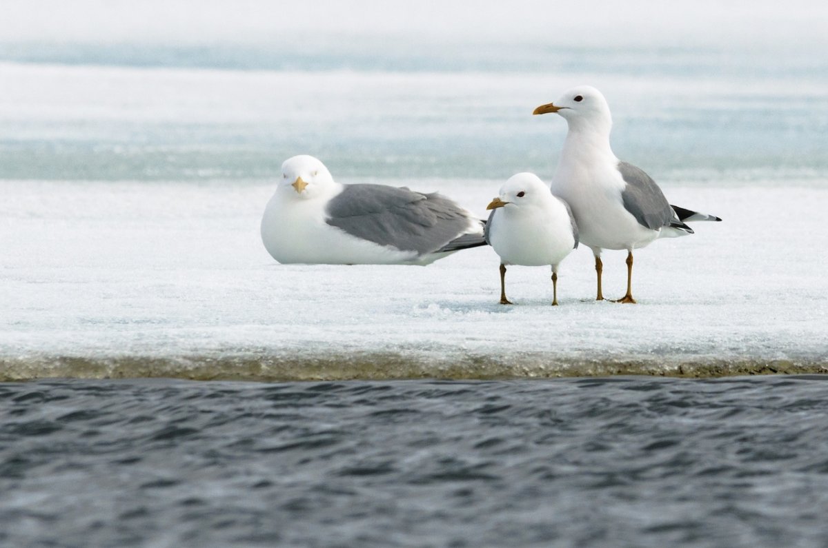 Чайки Кольского полуострова