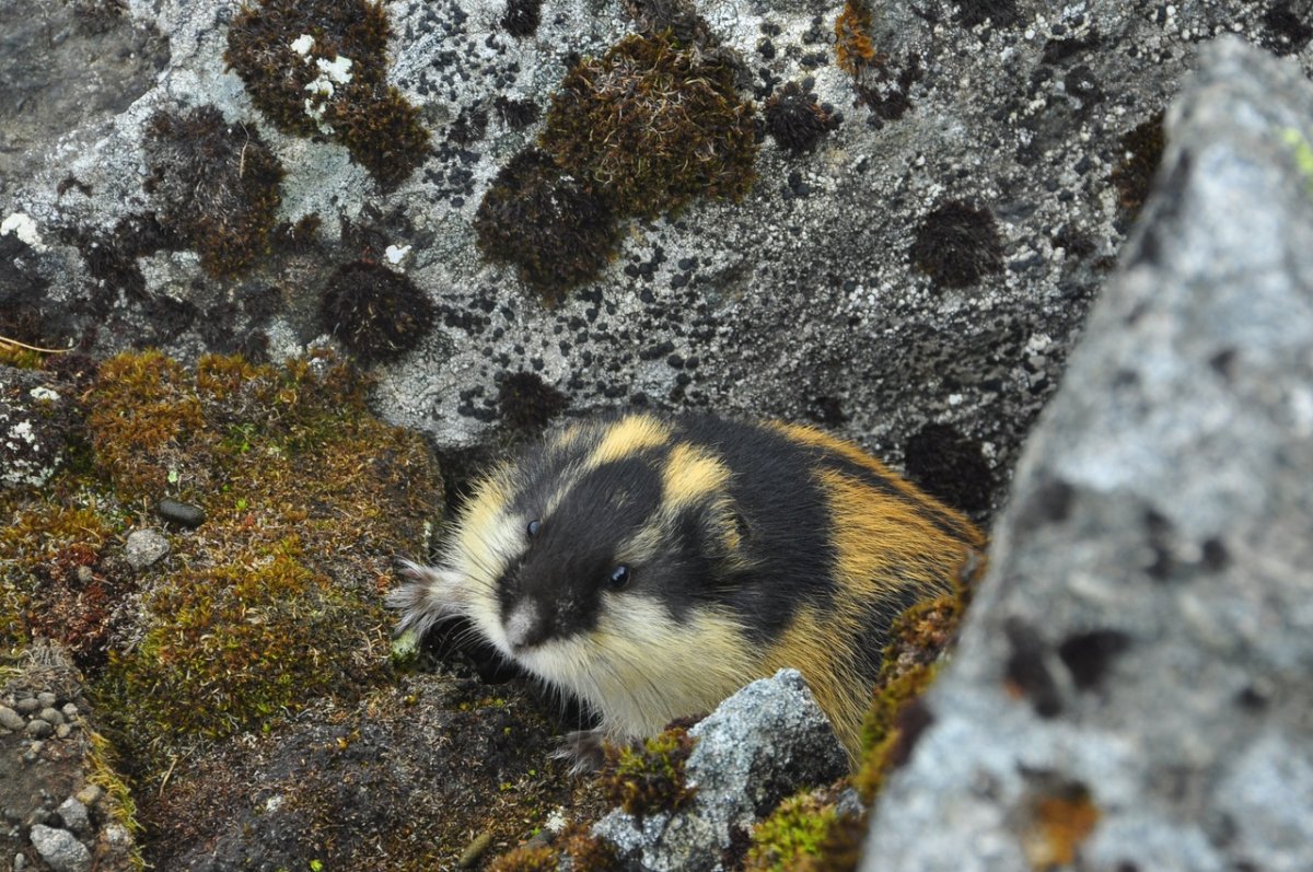 Фауна Кольского полуострова