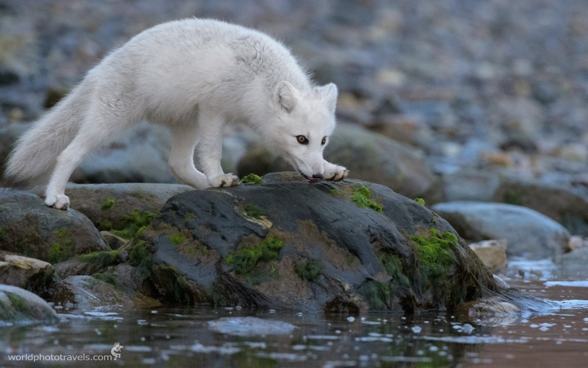 Песец на Кольском полуострове