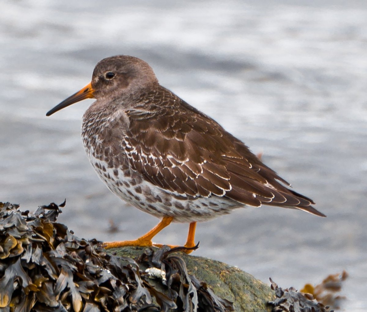 Кулик песочник