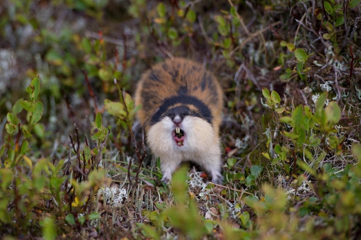 Норвежский лемминг Лапландский заповедник