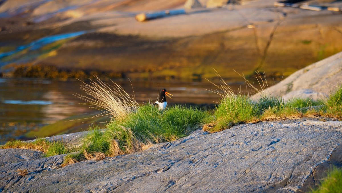 Звери Кольского полуострова