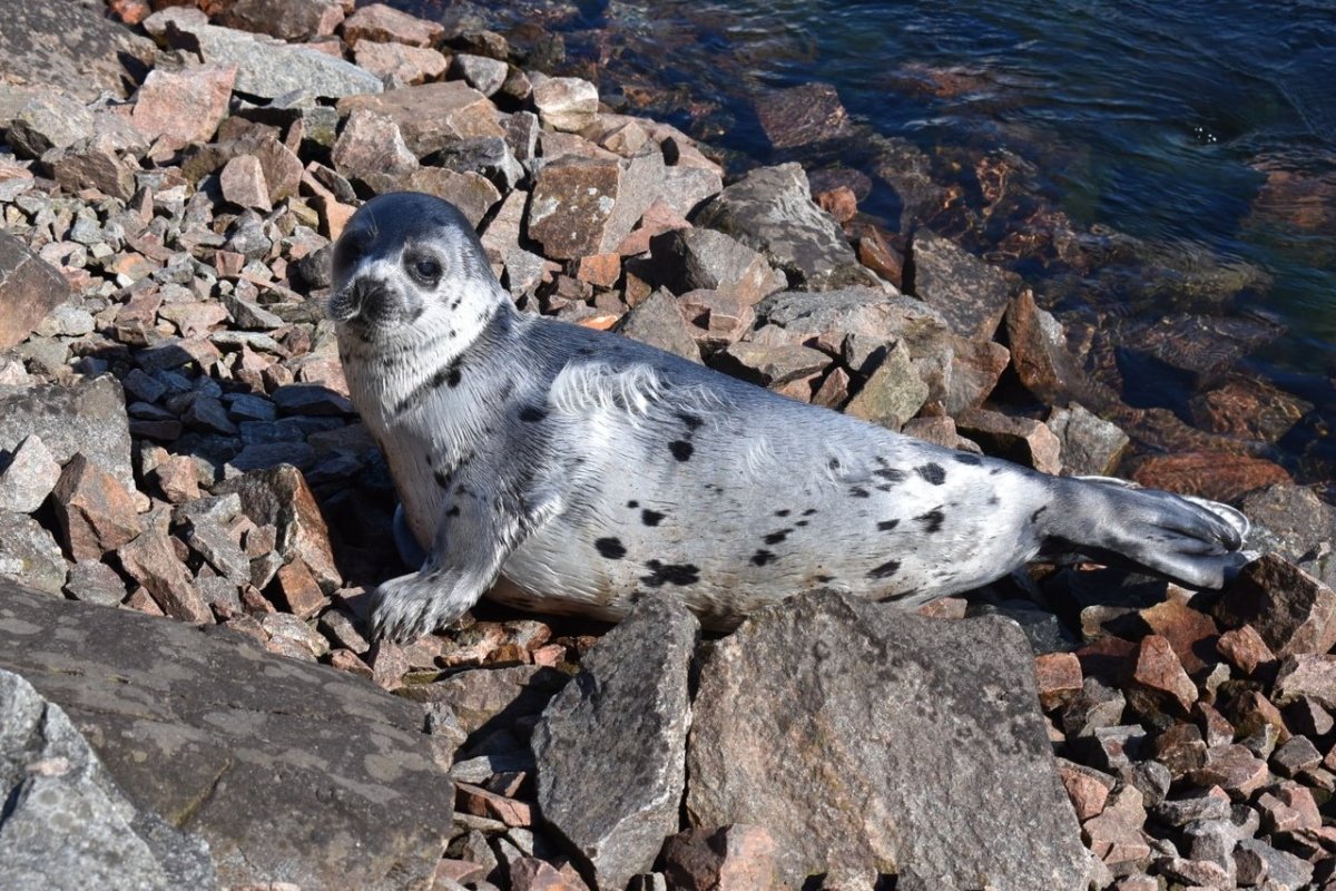 Олень осень