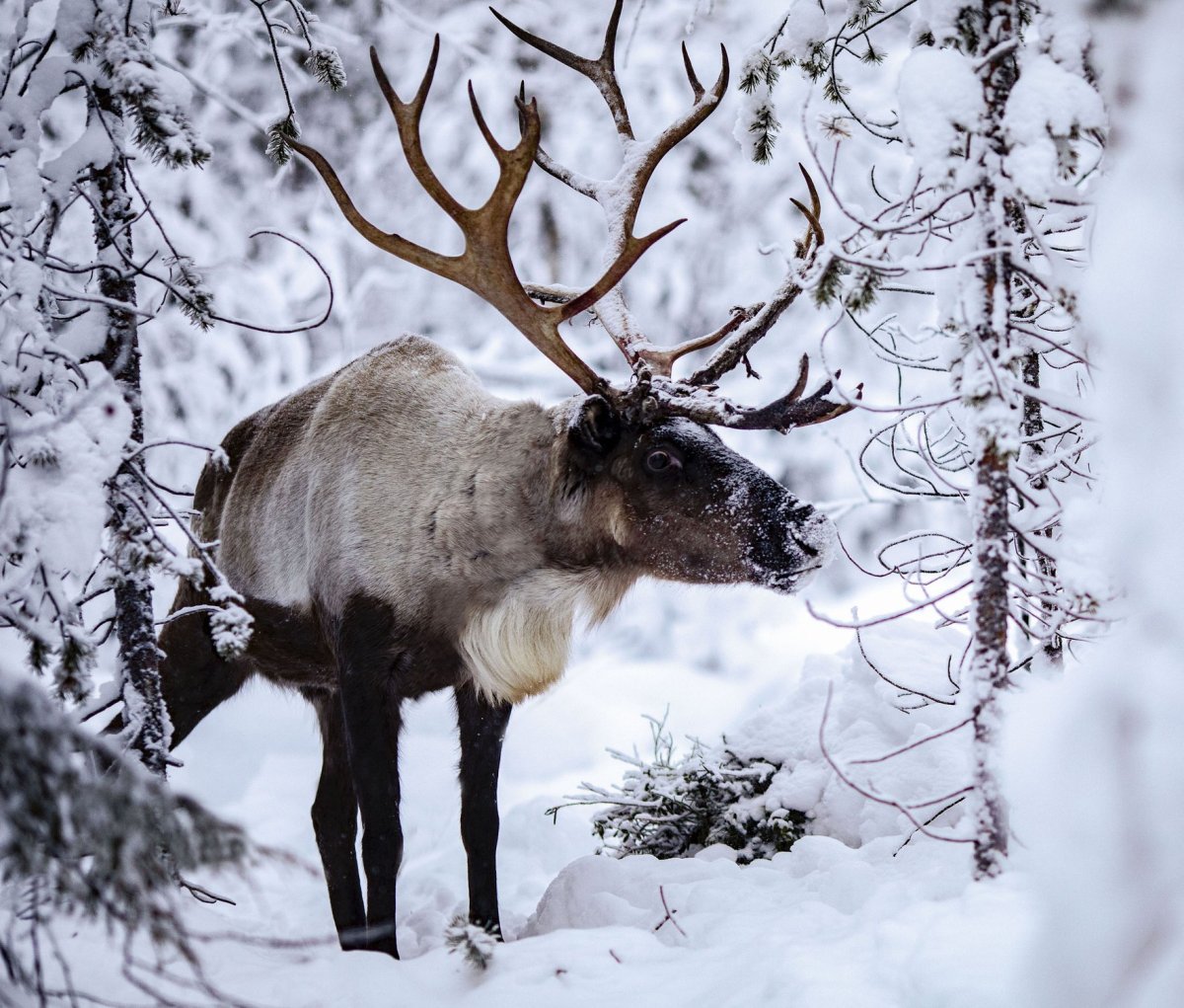 Сибирский Северный олень Кузнецкий Алатау