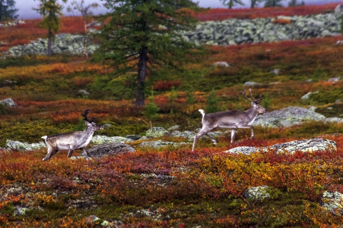 Югыд ва национальный парк животные
