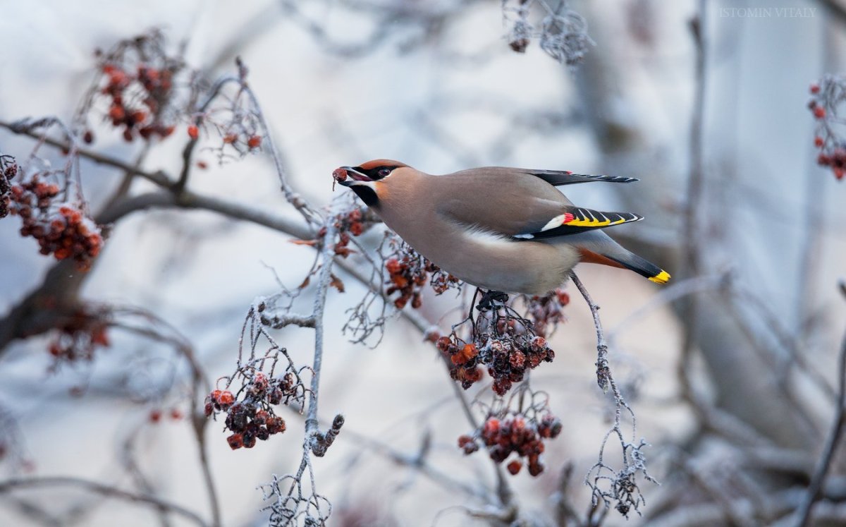 Птицы Мурманской области