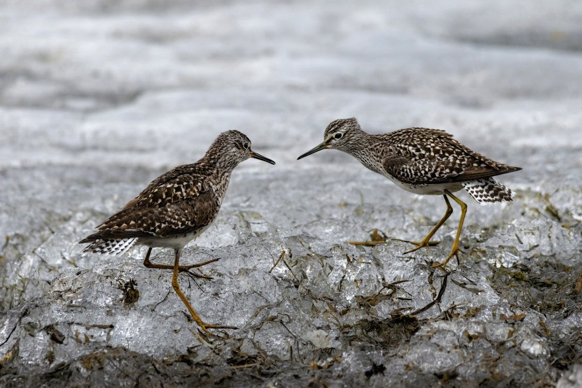 Птицы Юг Кузбасса обыкновенная Каменка