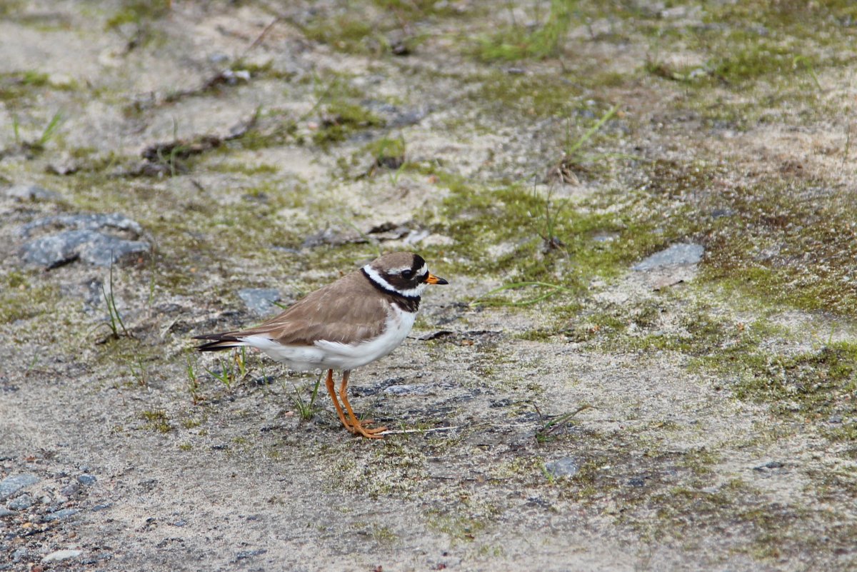 Кулик Кольского полуострова