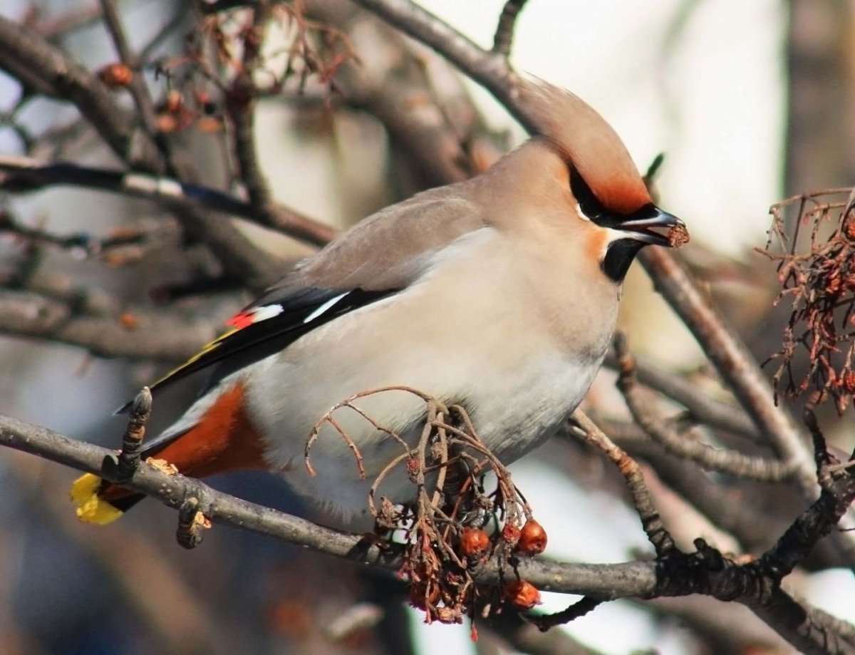 Снегирь жулан