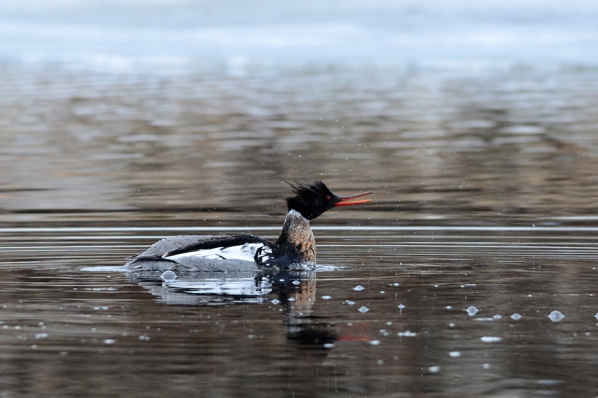 Кроноцкий заповедник Северный олень