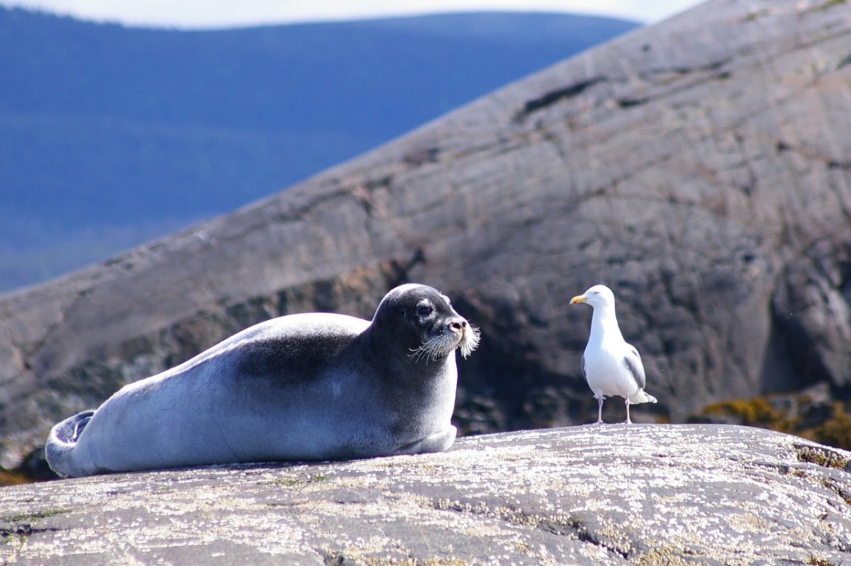 Кандалакшский заповедник Мурманская область