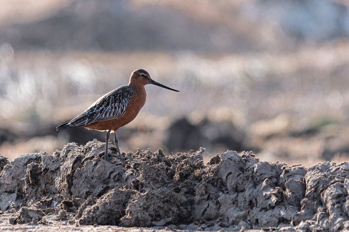 Птицы Кольского полуострова