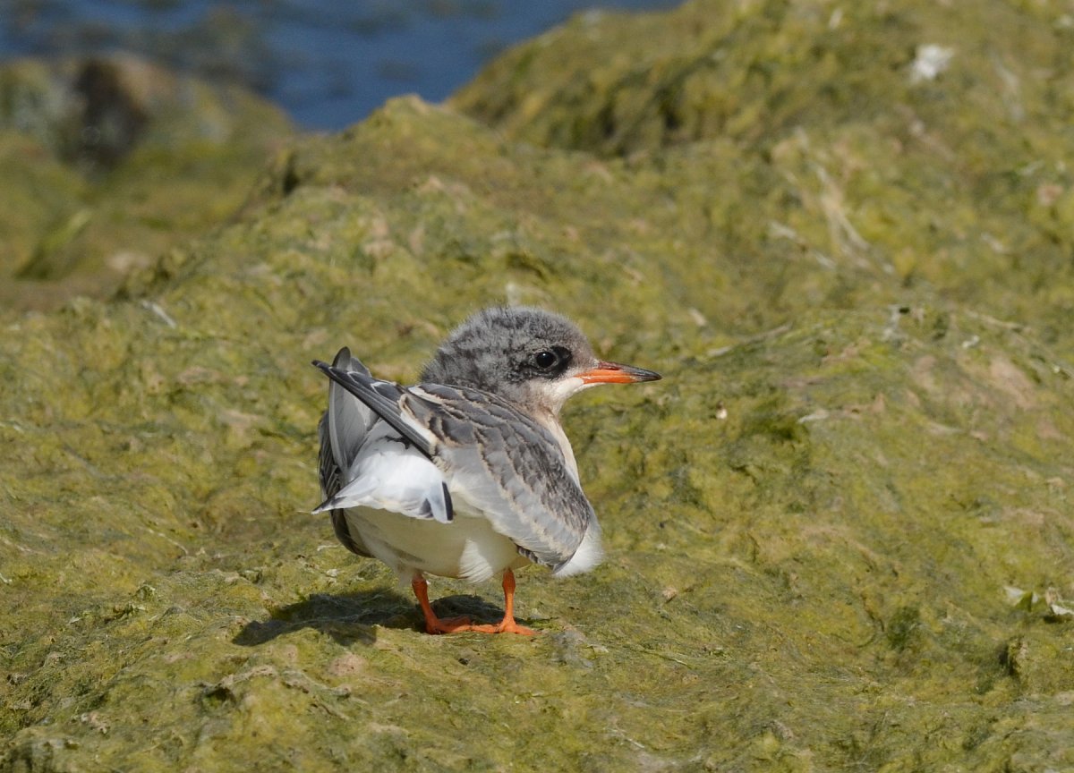 Морские птицы Кольского полуострова