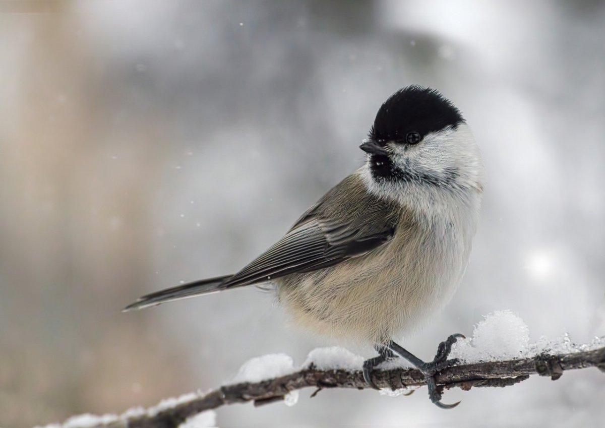 Птицы Кольского полуострова