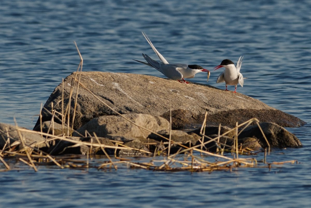 Бурый медведь Лапландский заповедник