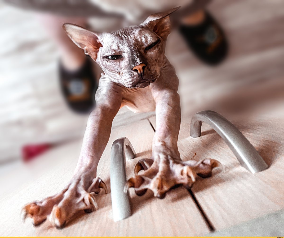 Канадский сфинкс лапы