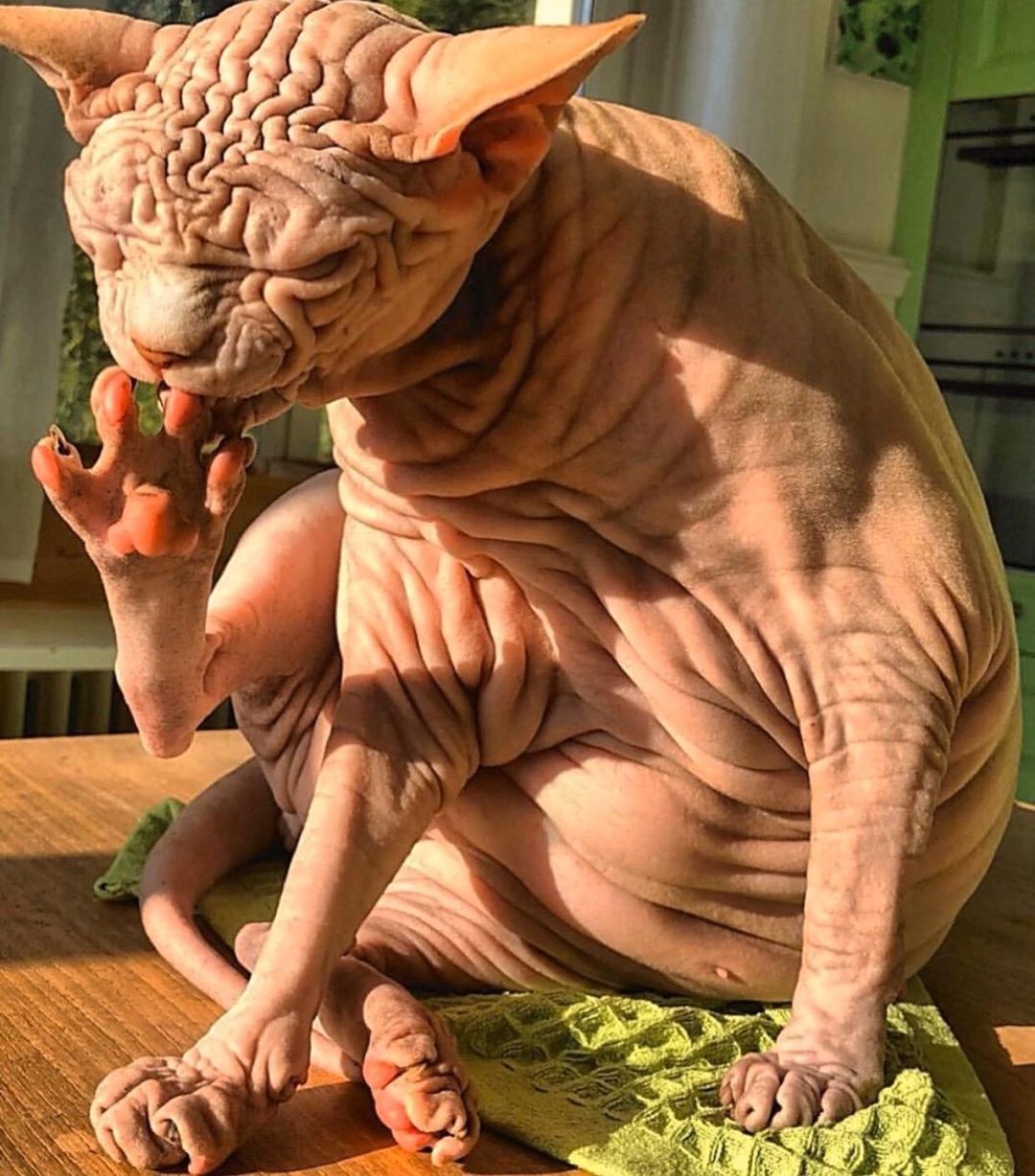 Страшные породы кошек