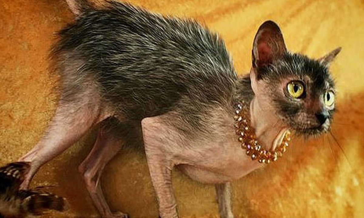 Ликой (Lykoi) кошка оборотень