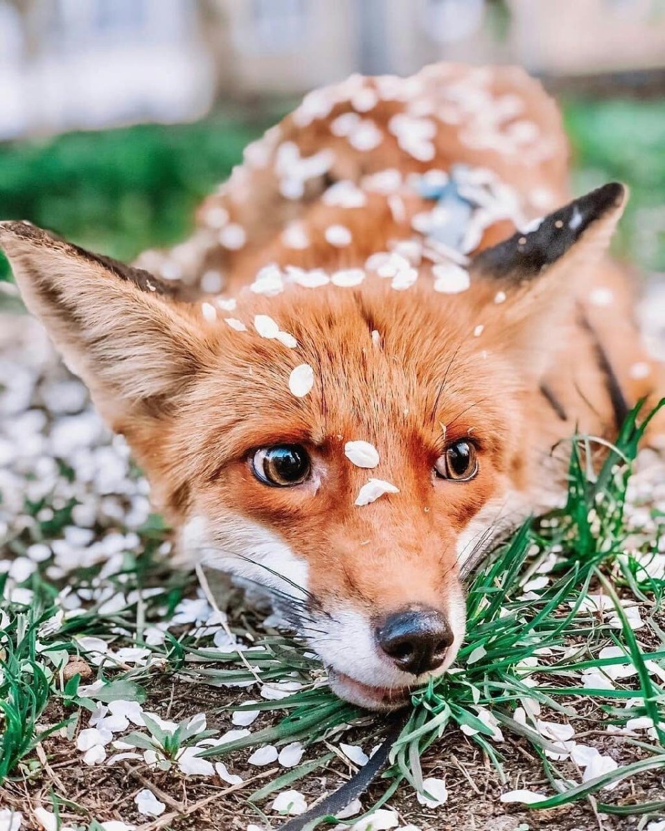 Лиса на позитиве