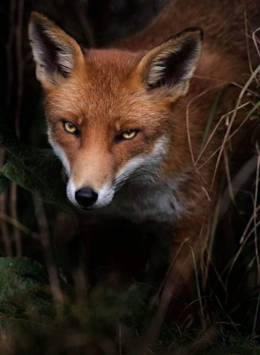 Эстетика лисичек