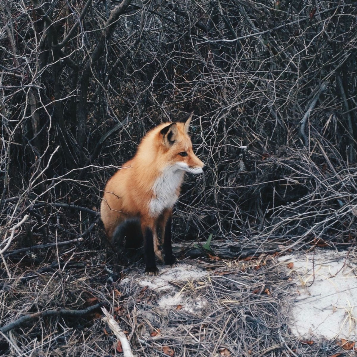 Лиса Эстетика