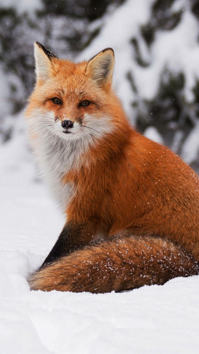 Камчатская лиса огневка