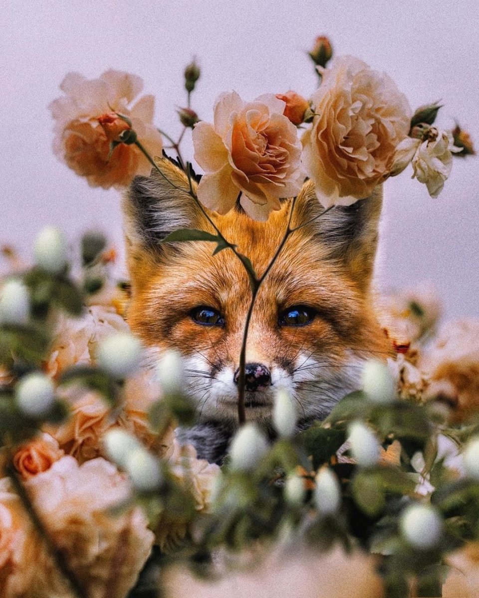 Лиса весной