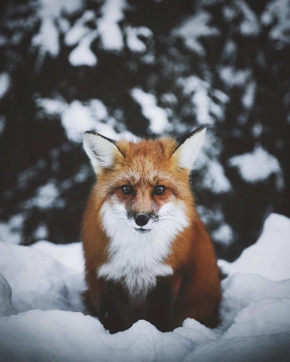 Эстетика лисичек