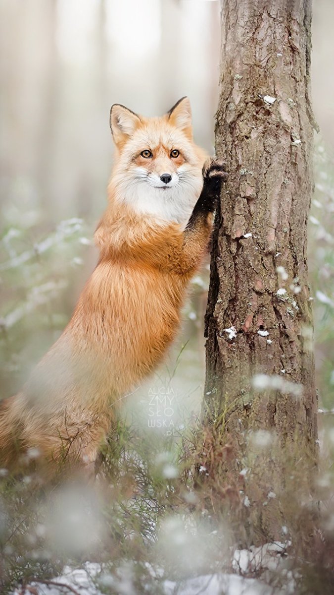 Лиса вертикальная картинка