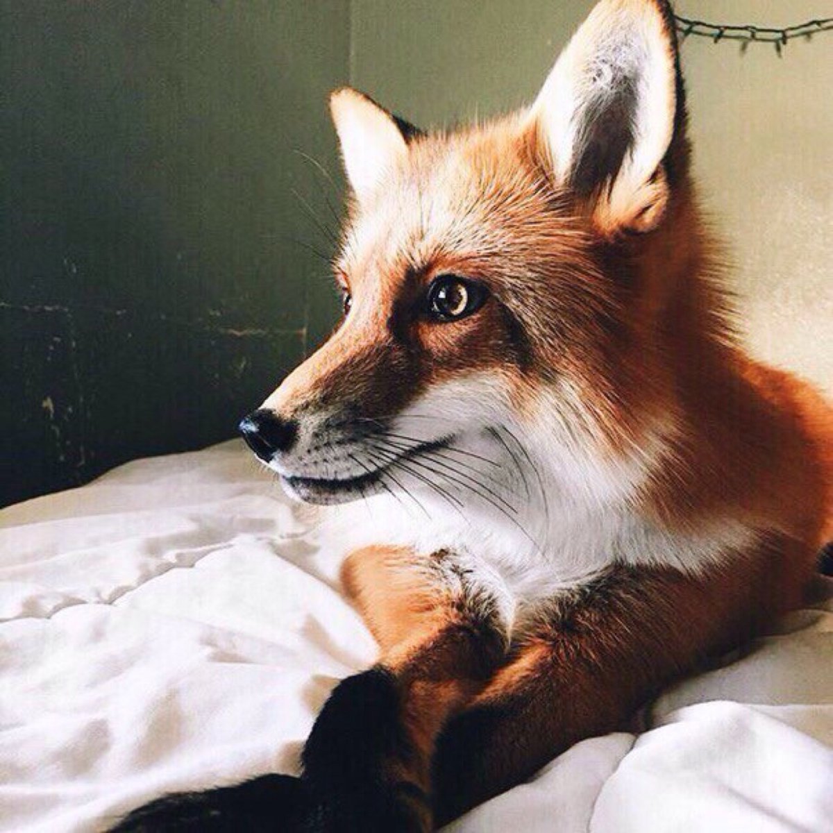 Одомашненные лисы