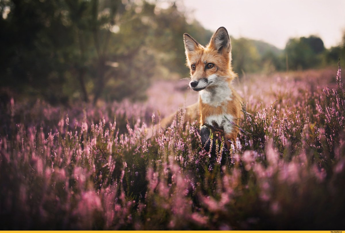 Лиса в цветах