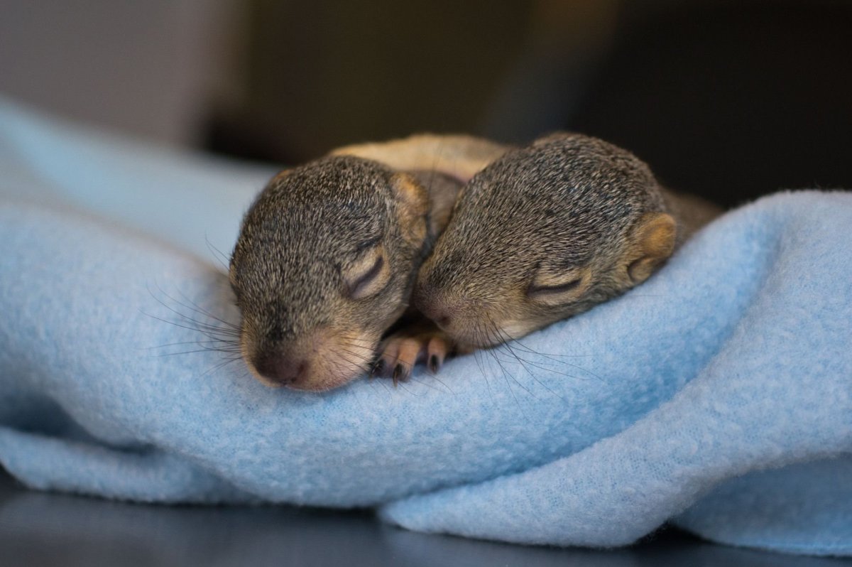 Детеныши серых белок