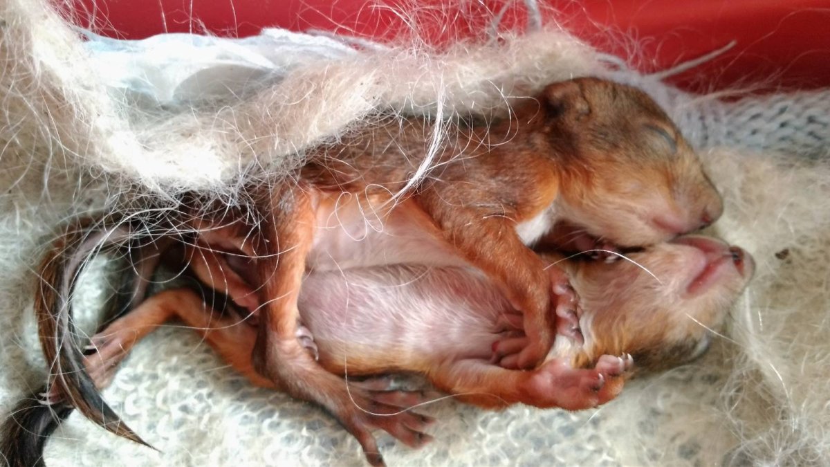 Слепой Бельчонок